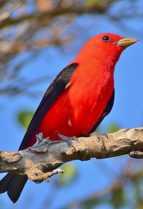 image of scarlet tanager