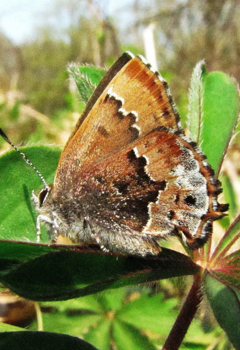 Frosted elfin butterfly