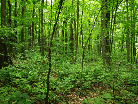 image of mature forest