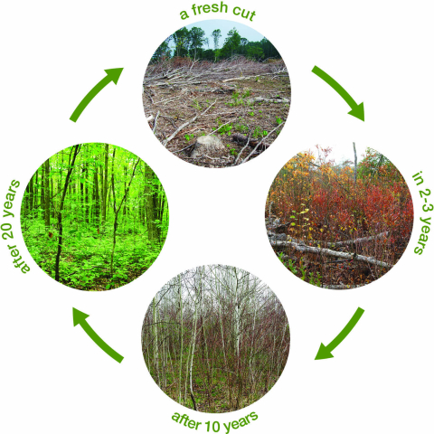 illustration of forest regrowth cycle - a fresh cut, in 2-3 years, after 10 years, after 20 years
