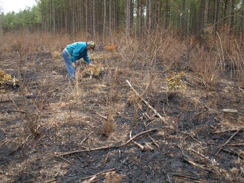 prescribed burn on Mattaponi Wildlife Management Area