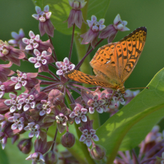 Photo of a Greatm Spangled Fritillary butterfly on a milkweed flower