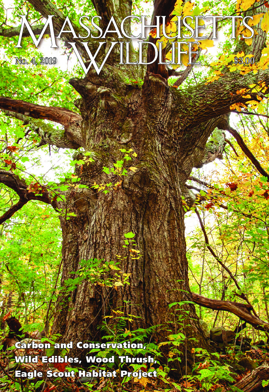 Carbon Conservation on MassWildlife Forest Lands