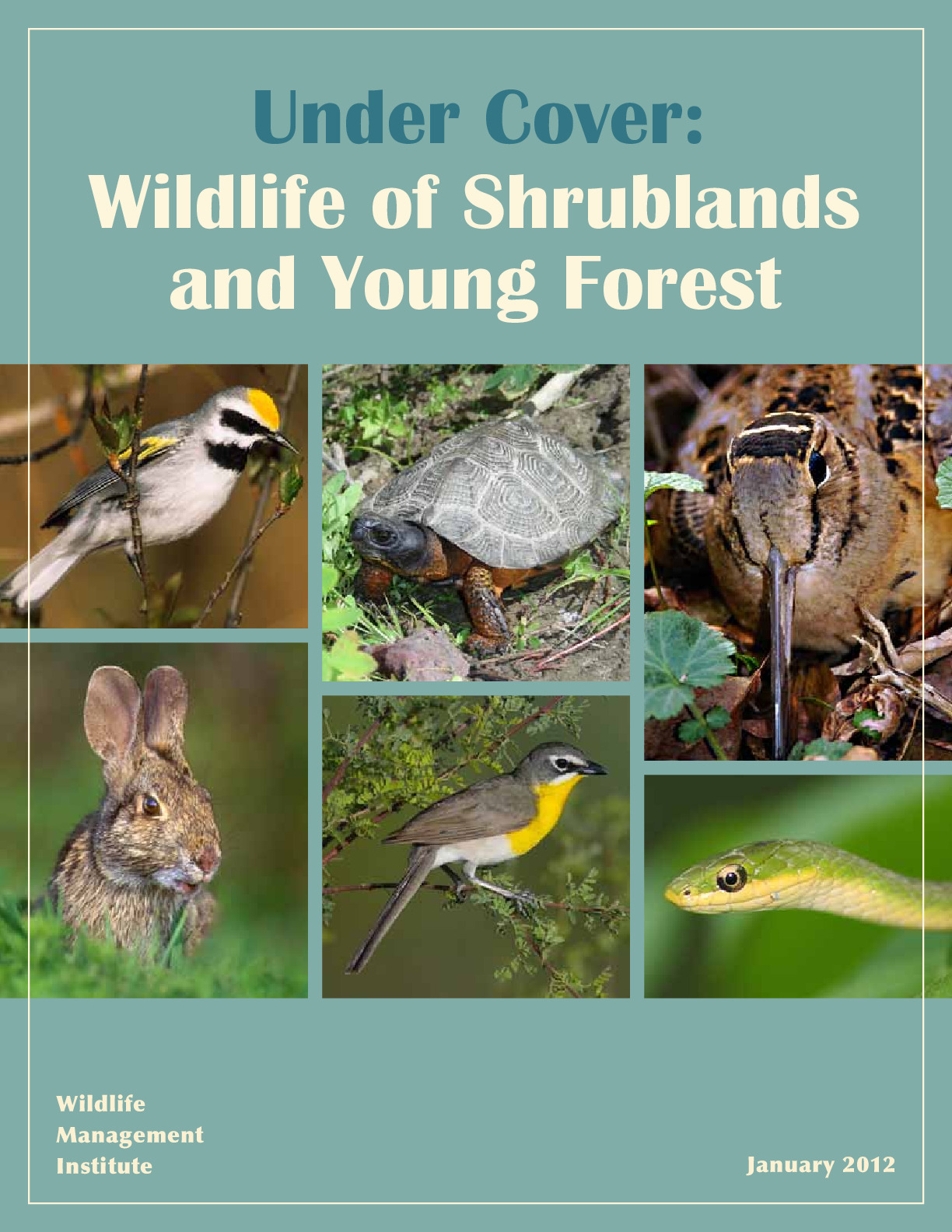 Under Cover: Wildlife of Shrublands and Young Forest