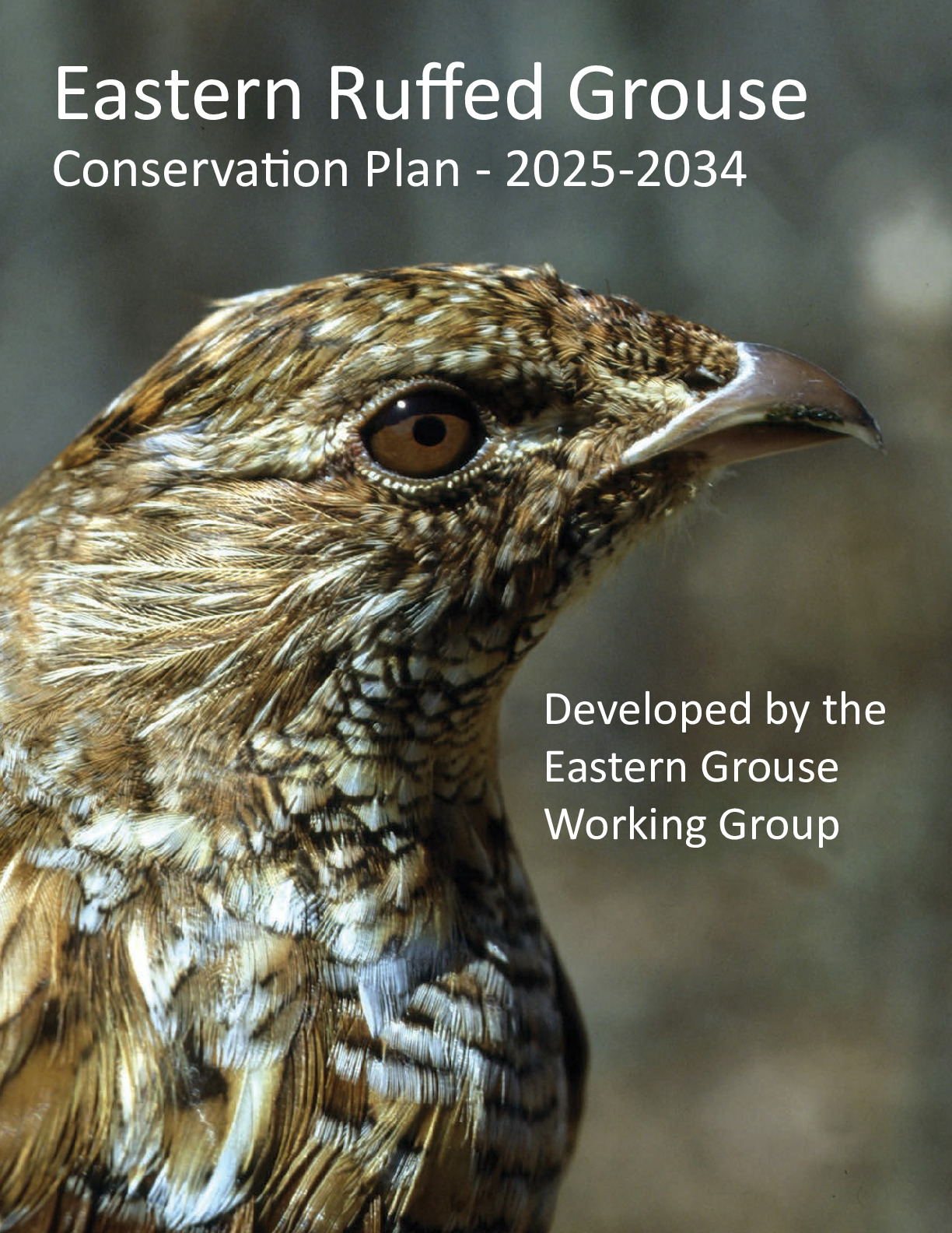 Eastern Ruffed Grouse Conservation Plan 2025 - 2034