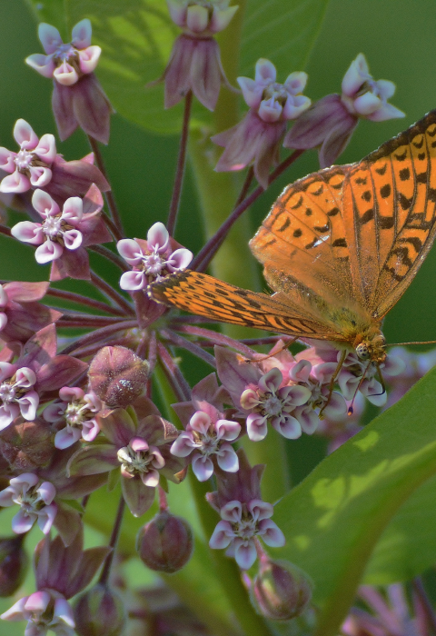 Photo of a great Spangled Fritillary butterfly on a milkweed flower