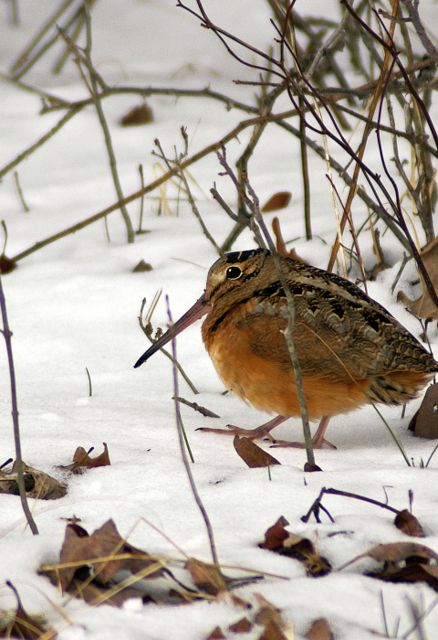 image of woodcock in snow