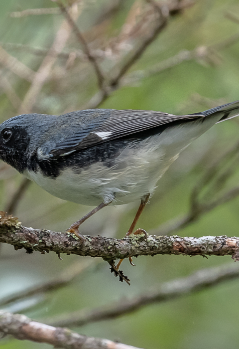 image of black-throated blue warbler with fruit