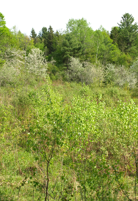 flowering apple trees in young forest habitat
