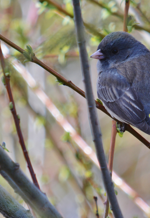 image of dark-eyed junco perched in tree