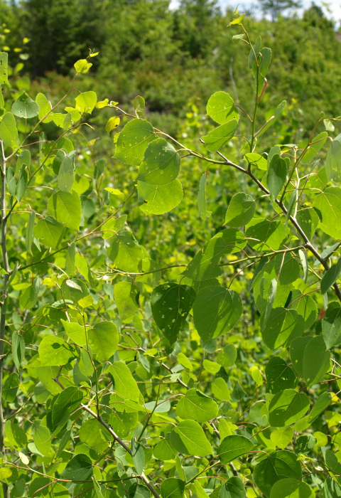image of young regrowing aspen