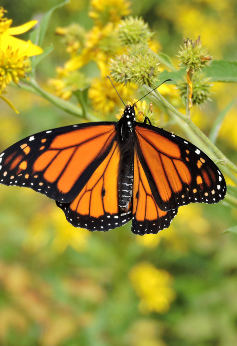 image of monarch butterfly on goldenrod