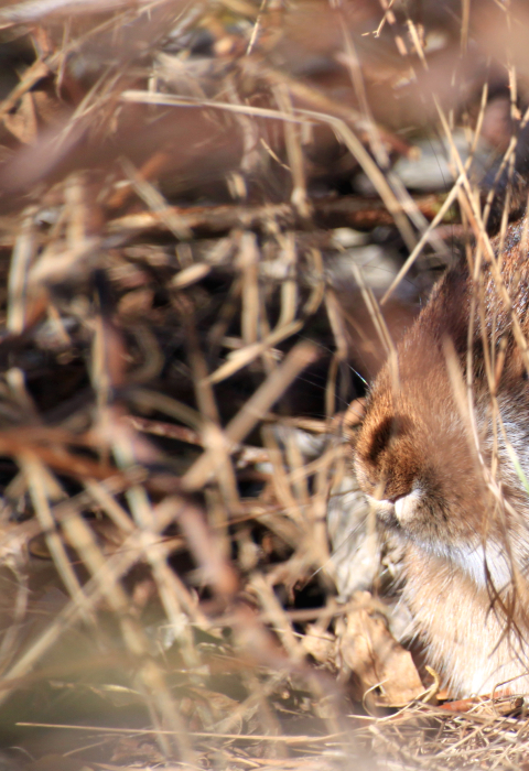 image of New England cottontail in habitat