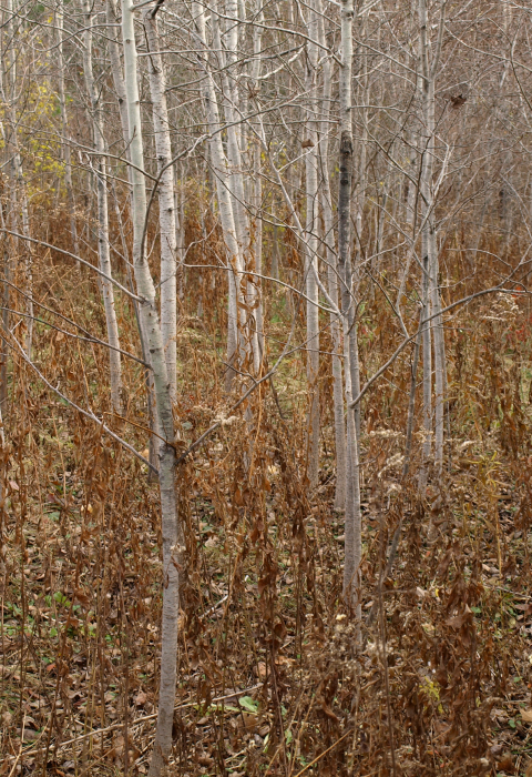 image of young trees in old field