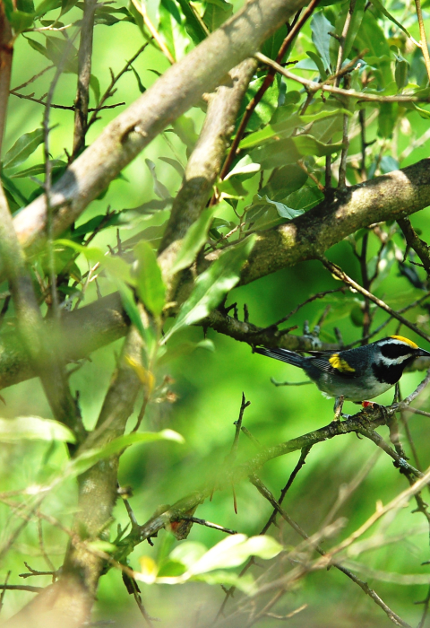 image of golden-winged warbler