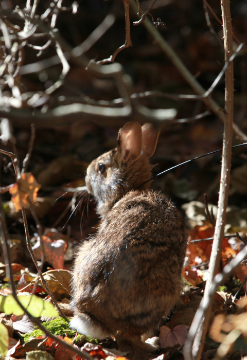 image of new england cottontail in habitat