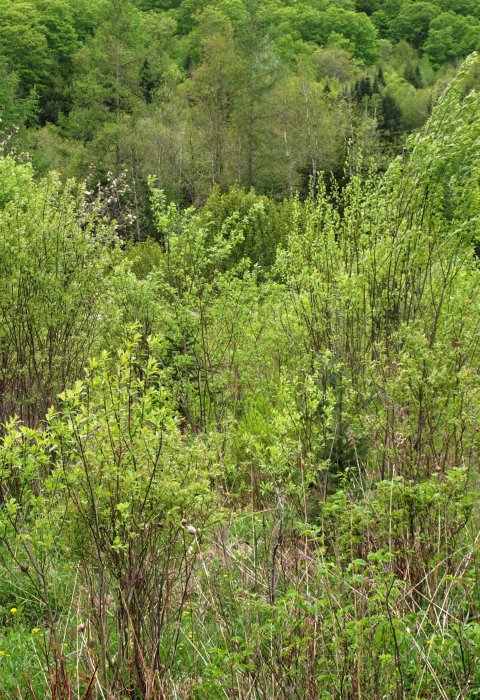 image of young forest in spring