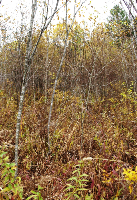 An area of young forest in autumn, showing thick ground cover and young trees.