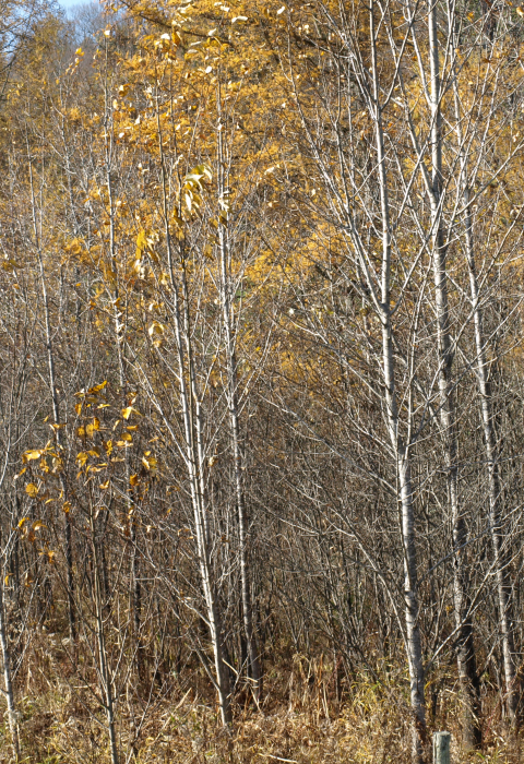 Young trees growing thickly in an area of early successional habitat.