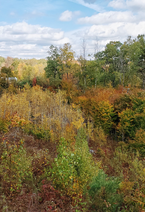 Early successional forest in New Hampshire, with the leaves showing bright autumn colors.