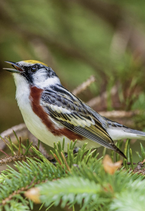 Chestnut-sided warbler singing from tree