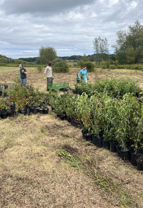 Native shrubs ready for planting at Rachel Carson National Wildlife Refuge