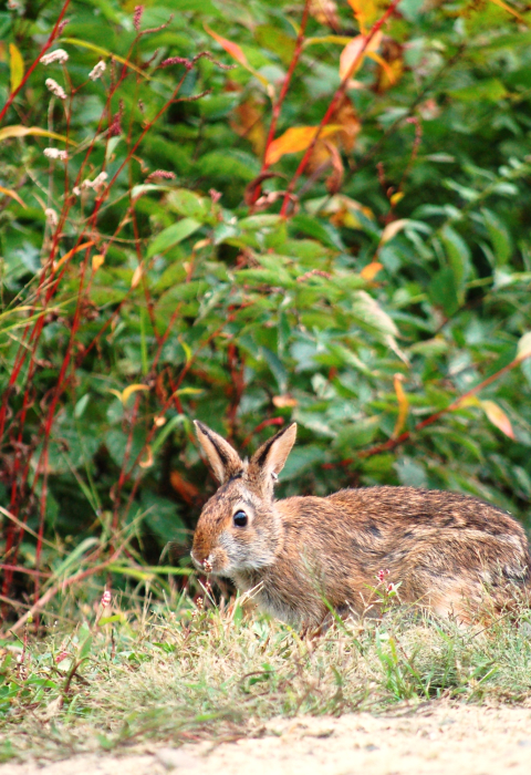 New England cottontail recently released into habitat