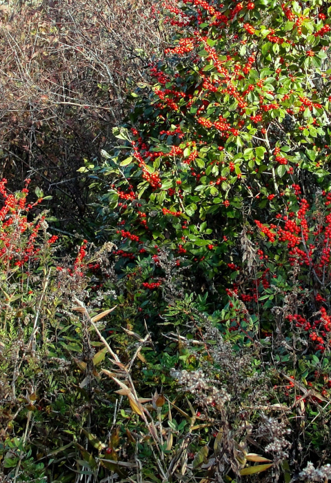 Thick shrubs in coastal habitat