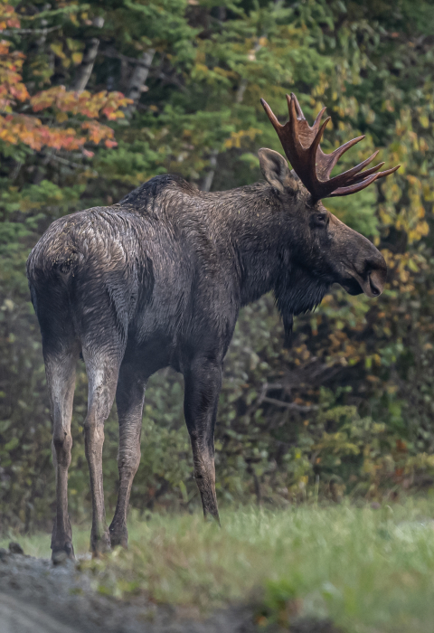 image of young bull moose