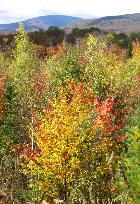 young forest habitat in autumn
