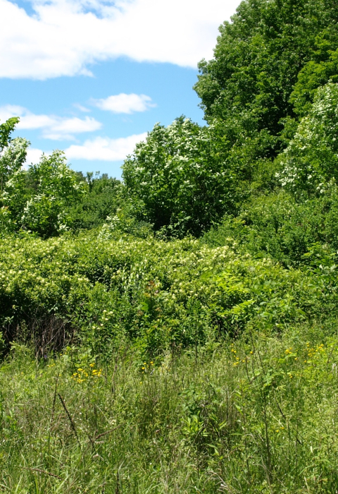image of shrub habitat at Buckner Preserve