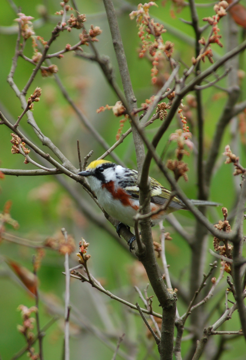 Chestnut-sided warbler perched in tree