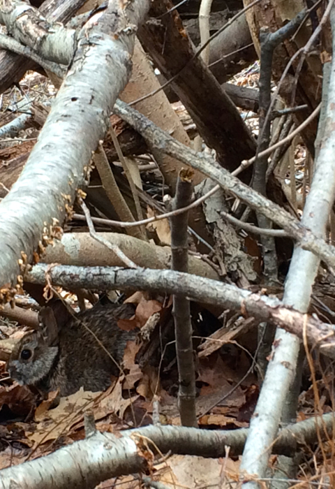 A New England cottontail is barely visible as it hides in thick cover of stems and branches.