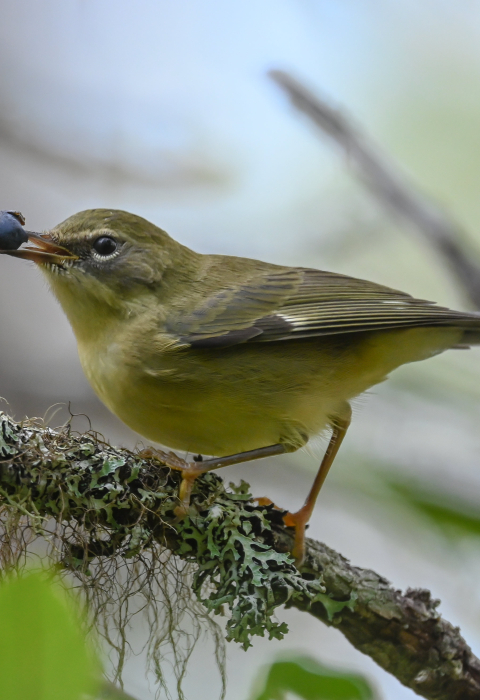 black-throated blue warbler eating fruit