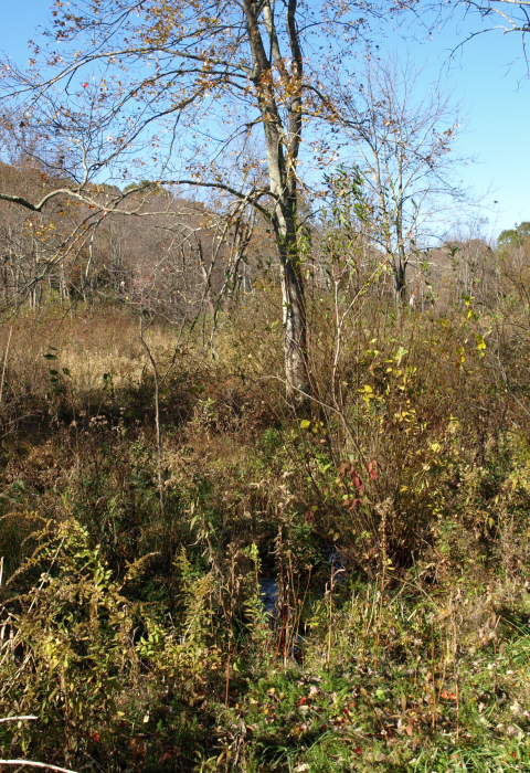 Young forest habitat NY