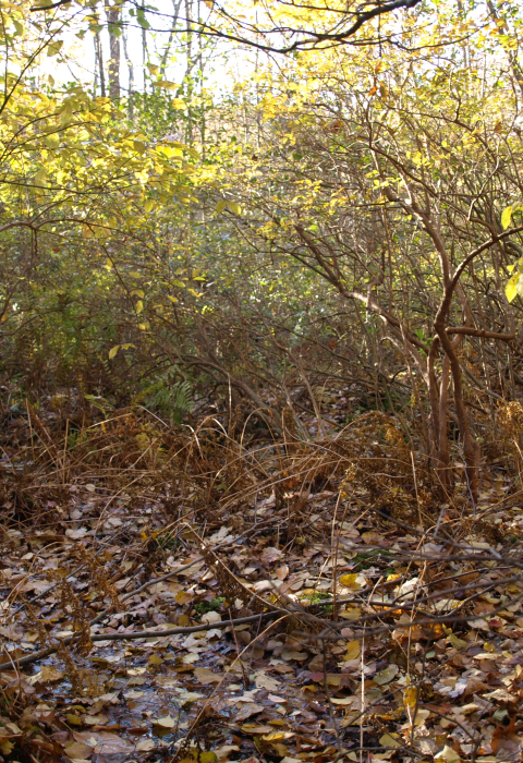 Young forest habitat NY