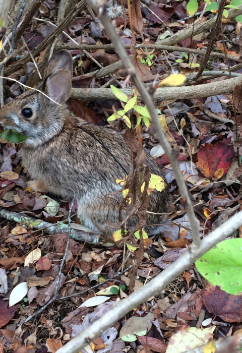 New England cottontail in habitat