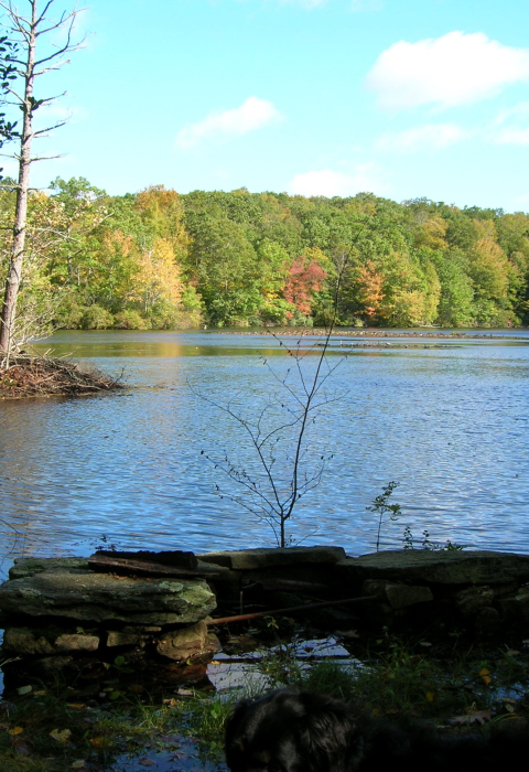 Photo of a pond with rocks in the foreground and trees along its banks