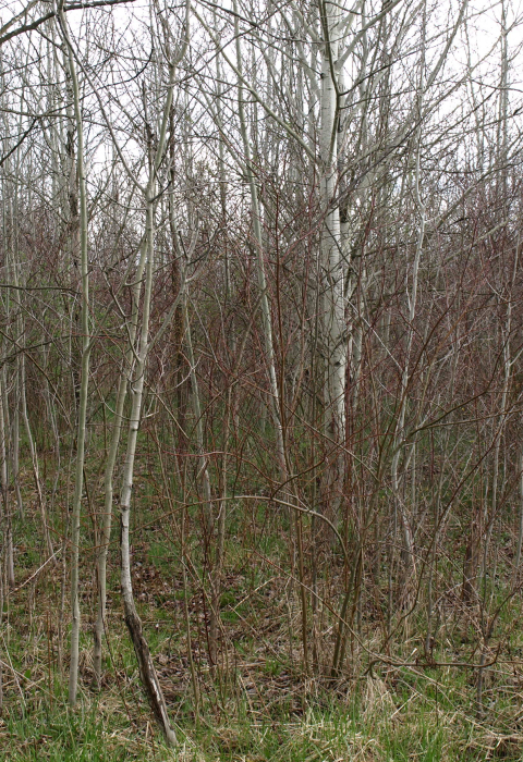 Aspen thicket