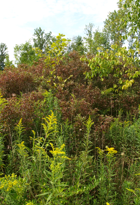 native shrub clump