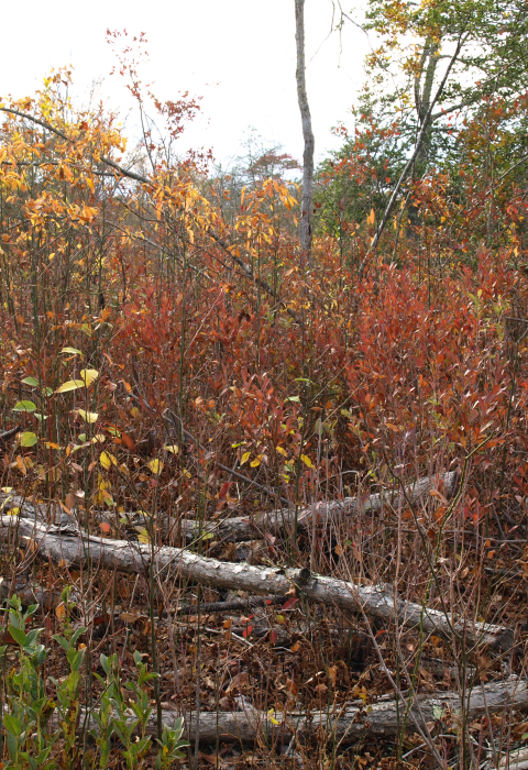 thick early successional habitat at Great Swamp WMA, Rhode Island