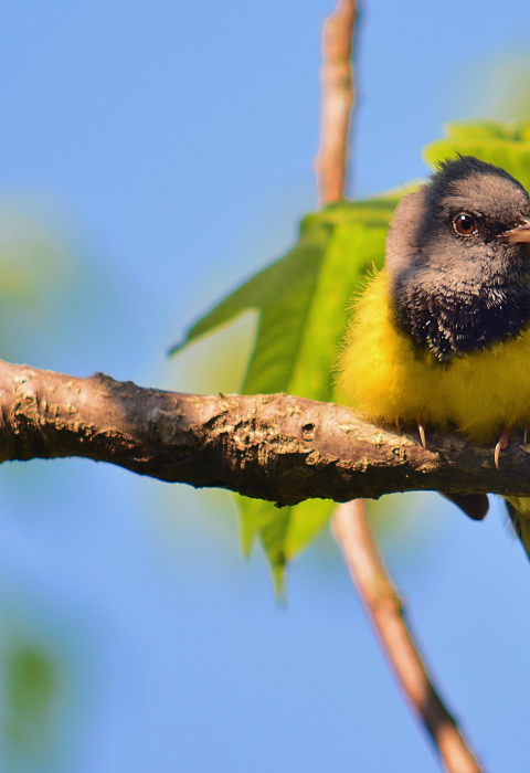 Mourning warbler perched on branch