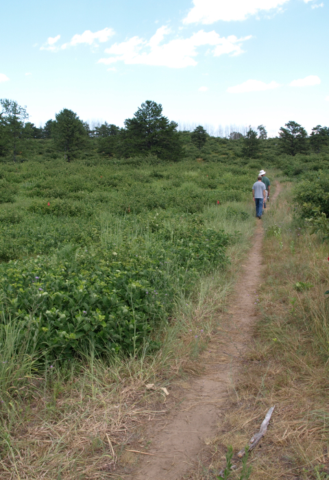 Early successional habitat at Albany Pine Bush in New York