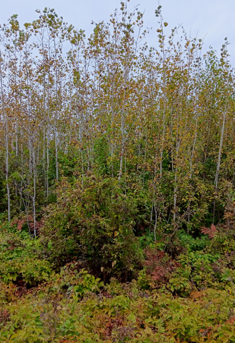 early successional habitat at conte national wildlife refuge, Vermont