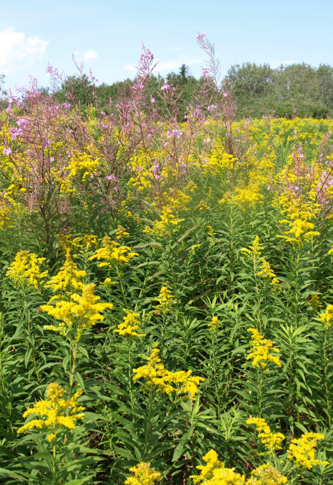 Old field is a type of early successional habitat