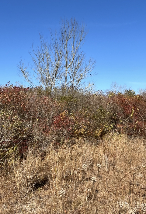 coastal shrubland on ninigret national wildlife refuge