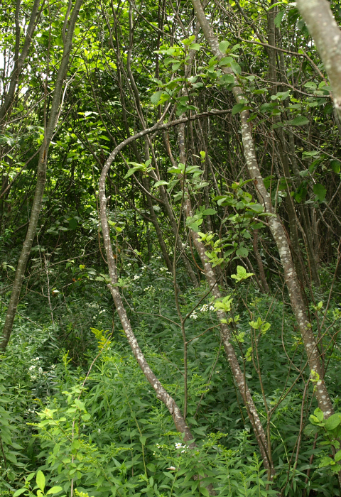 American woodcock habitat