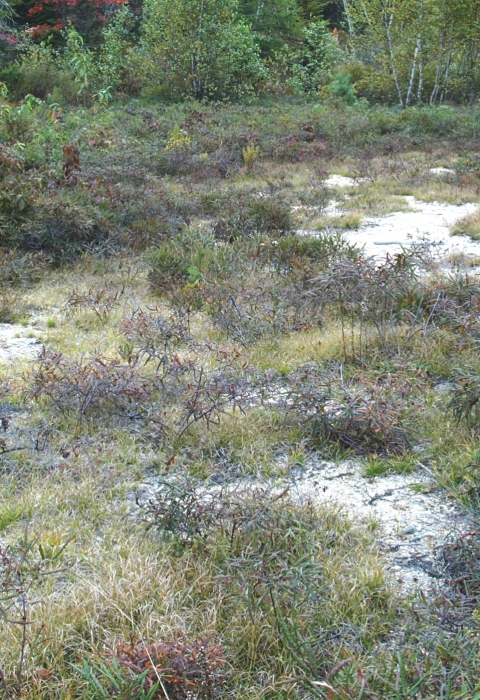 turtle nesting area in sandy soil