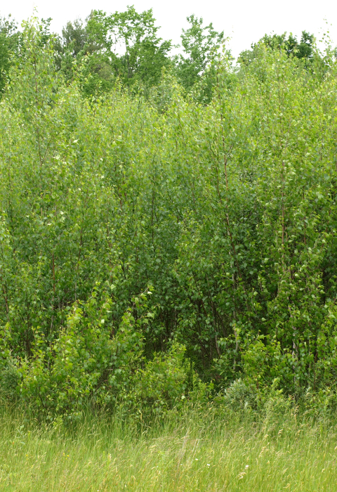 image of young forest habitat
