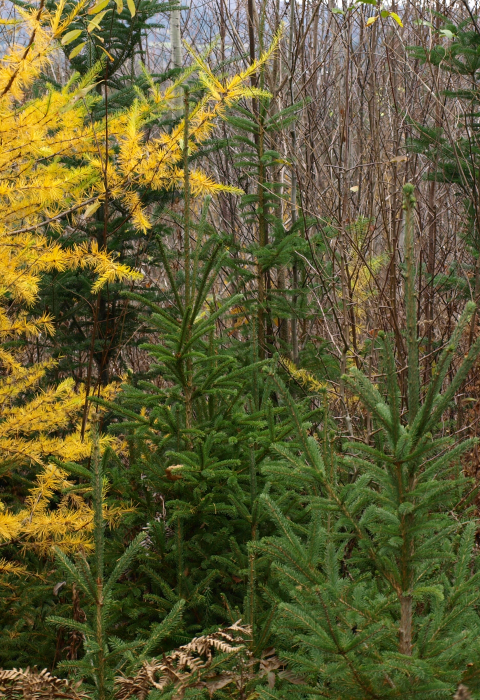 Dense young conifer habitat
